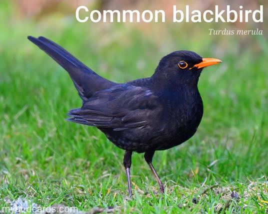 Common blackbird or Eurasian blackbird (Turdus merula). Adult male. Distribution: Temperate Eurasia and North Africa. Conservation status: Least Concern. CC: EDHY 📷: Photo by Surprising_SnapShots via Pixabay 2021

The photo shows a striking species of thrush with a completely black plumage. Its most distinctive features are its bright yellow bill and eye ring, which add a pop of colour to its overall black appearance. These features are especially vibrant during the breeding season.