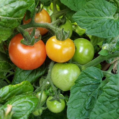 Cherry tomatoes, ripening up on plant.
One is orangey red, 2 yellowish orange & several green ones.