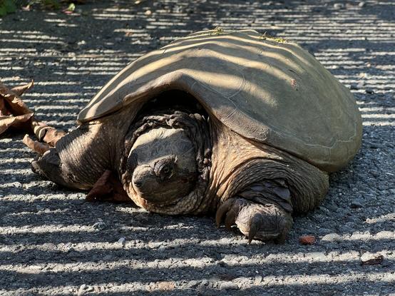 Photo of a huge snapping turtle on the side of a bike path. The turtle is facing the camera. Shadows from a nearby fence are falling across the turtle and the path.