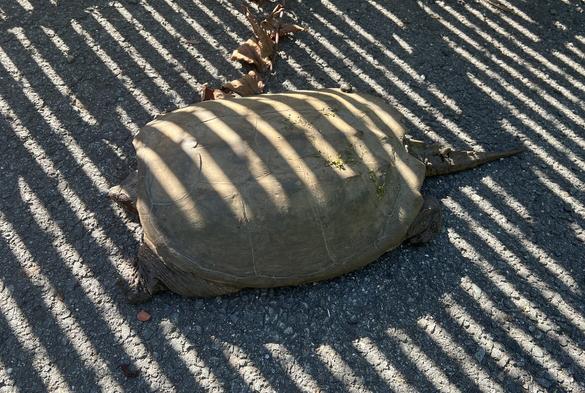 Photo of the same snapping turtle, viewed from above. Its head is hardly visible sticking out of its massive shell.