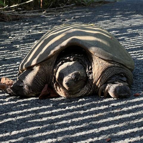 Another photo of the same turtle facing the camera. Its claws are giant.