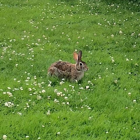 A brown rabbit loafed with head and ears alert in a yard full of flowering clover