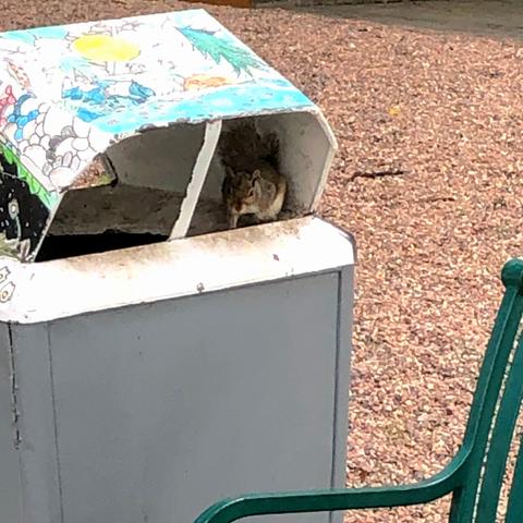 A public trash can with a decorated hood. Inside the hood at the edge of the receptacle is a crouching squirrel, it is facing outwards to keep an eye on the photographer to be sure there will be no shenanigans before it jumps down into the treasure trove below