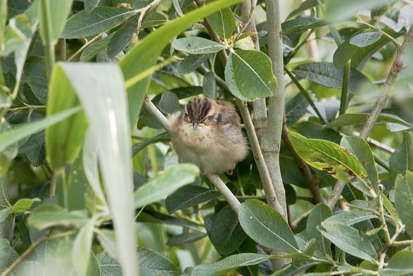 Sleeping Sedge Warbler fledgling