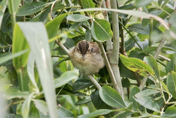 Sleeping Sedge Warbler fledgling