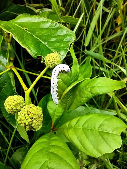 Closer view of a Buttonbush Sawfly Larva Caterpillar eating a leaf. Sawfly larva caterpillars usually have more pro-leg pairs than similar moth and butterfly caterpillars.