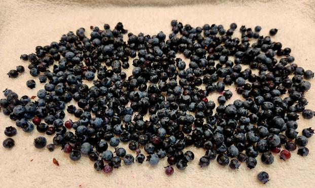 An off white cloth with freshly washed wild blueberries, mostly deep blue or purple in color and about the size of a small finger's nail.