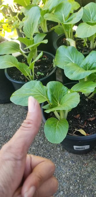 My thumbs up, left hand, on the lower corner left. 
In front of several pots of pak choi vegetable plants