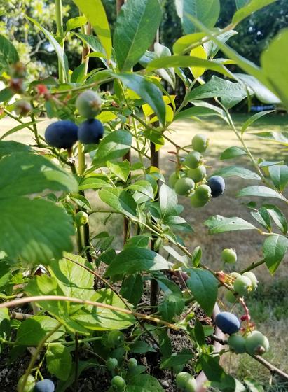 Blueberries plant. With a few ripe blueberries & several green immature berries.