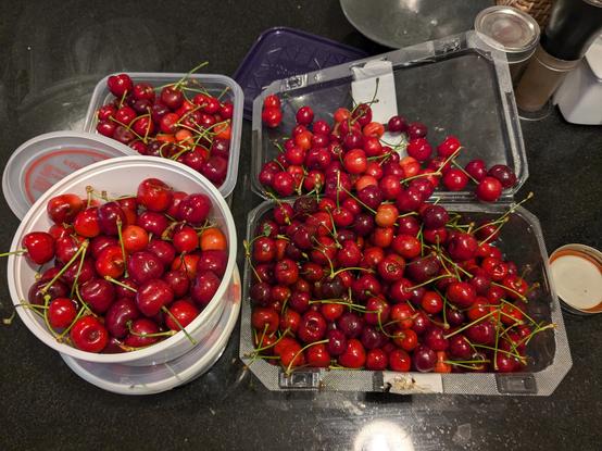 We don't even know how many sweet red cherries are in this picture, across four whole containers, but it's a lot.