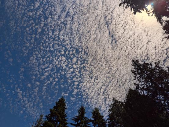 View looking up of cirrocumulus clouds.