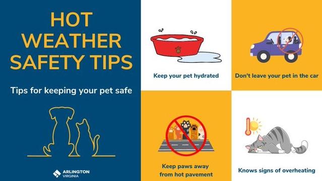 Hot weather tips: keep your pet hydrated, don't leave your pet in the car (even for short periods!), keep paws away from hot pavement, know signs of overheating