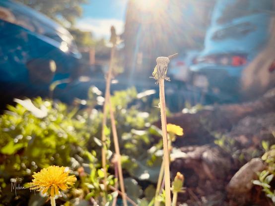 This image is shot from a low angle, close to the ground. In the foreground, there is a bunch of plant growth that would be described as weeds - dandelions, grasses, etc. It’s all growing in a patch next to a city street with cars parked along it in the background. The scene is backlit by a high, bright, sun that lends a hazy, dreamy warmth to the scene.