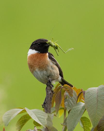 Ein Schwarzkehlchen-Männchen sitzt auf einem Zweig und hält eine grüne Heuschrecke im Schnabel. Das markante schwarz-weiße und orange Gefieder des Vogels hebt sich deutlich vom grünen Hintergrund ab, während es aufmerksam in die Umgebung blickt.
