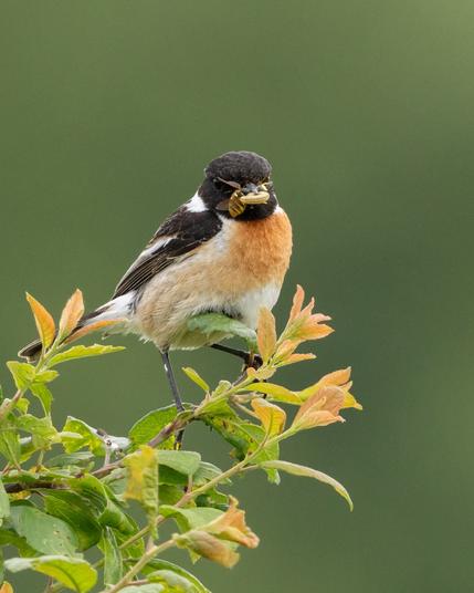 A small bird with black, white, and orange feathers perched on a branch, holding an insect in its beak.