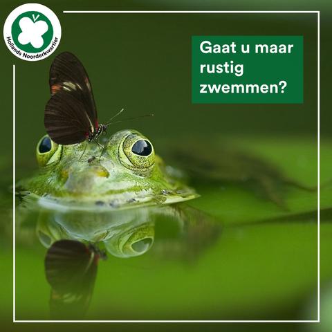 Foto van groene kikker in het water met een vlinder op diens neus en de tekst:
Gaat u maar rustig zwemmen?
