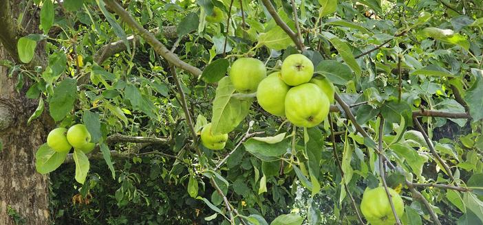 Zweig eines Apfelbaumes voll mit grünen Äpfeln