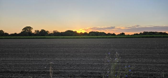 Sonnenuntergang hinter Spargelfeldern, auf denen nun die Pflanzen grün heraussprießen dürfen, um Kräfte fürs kommende Jahr zu sammeln...