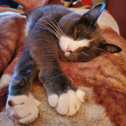My gray tuxedo cat,  laying in bed beside me, with front paws extended & crossed. His eyes are almost completely closed.