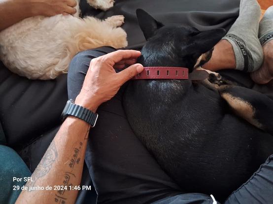 Foto de uma cadela preta deitada entre as pernas de um humano. Há, também, no 1° plano, parte de um cão branco.