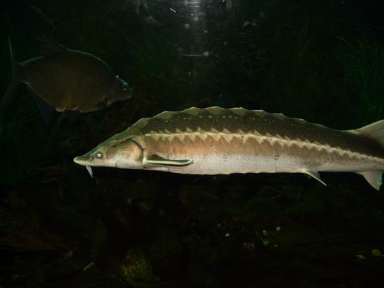 photo of a large fish