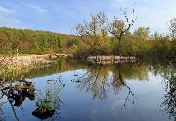 photo of a small pond