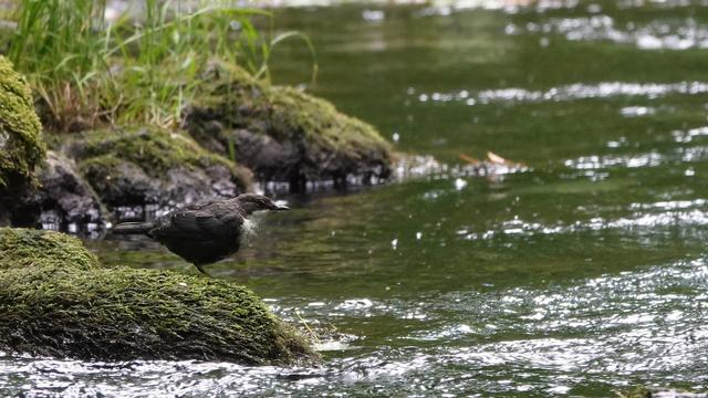 A dipper bird perched on the left on a mossy rock facing out towards a green river with a little land behind it. The bird is dark brown mainly with a white chest and neck.