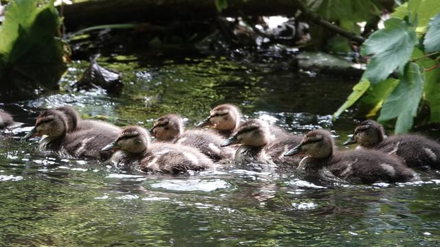 A family of baby mallard ducklings swimming left across the picture in a green river with leaves around. They are all very fluffy, brown, dark and cream.