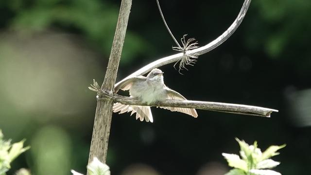 A whitethroat bird perched on a branch facing towards the camera, roughly. Its wings and tail are fanned out. It is cream and beige coloured. Behind it are areas of green and dark woodland.