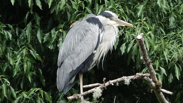 A grey heron - that looks like a dinosaur - perched facing right on a branch in front of green ivy coloured trees. It has a cream body, grey and dark grey wings, white/grey head, and a pointed yellow beak.