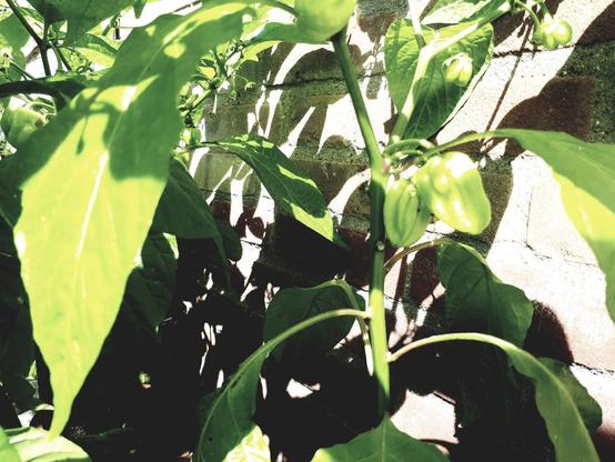 Close-up of a habanero plant in front of a stone wall. The plant already has some chilli peppers. They are quite big but still green.