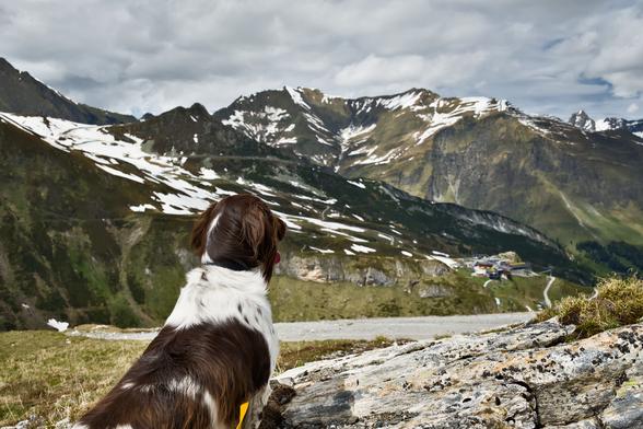 Dog in the Austrian alps photo by Richard Schwalk