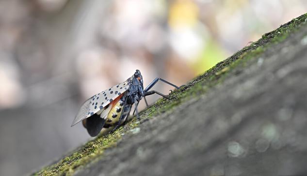 close-up photo of a small colorful insect