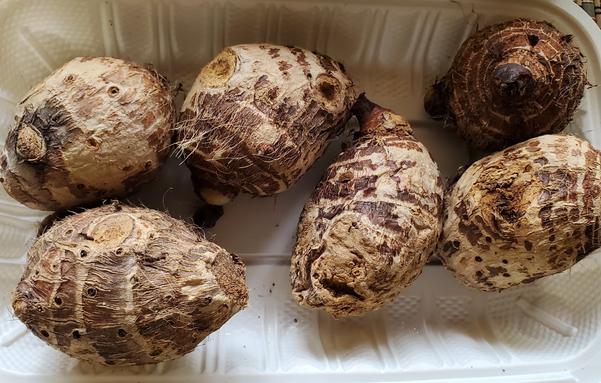 6 steamed taro pieces, unpeeled