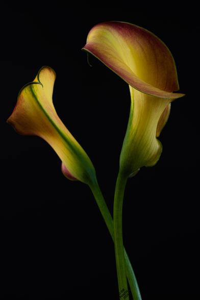 On a black background, a pair of callas, yellow based with prominent green and dusky red markings. These are the spathes, the spadices are not visible. The stems are entwined evoking ideas of lovers or dancers.