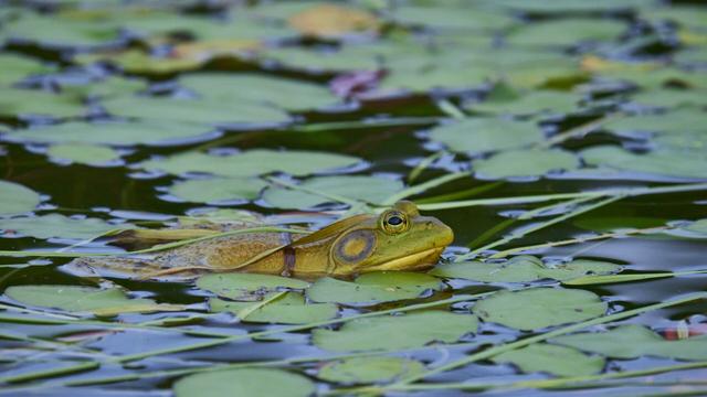 A large frog with a yellow-green back, yellow throat, and tympanic membrane that is about twice as large as its eye. It floats among many bright green round lily pads and has strands of aquatic grass across its back.