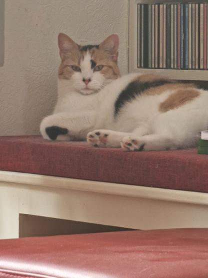 A calico cat lying on a red cushion next to a shelf of organized CDs.