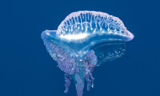photo of a gelatinous tentacled invertebrate animal floating on the sea surface