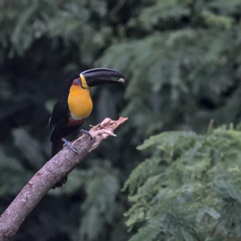 A Channel-billed toucan (a mostly black bird, with yellow chest, and orange belly, has blue eyes, blue feet and a long black tip) standing on the tip of a tree branch, holding a tiny round fruit on its tip.
