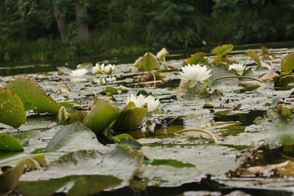 Seerosen auf Teich