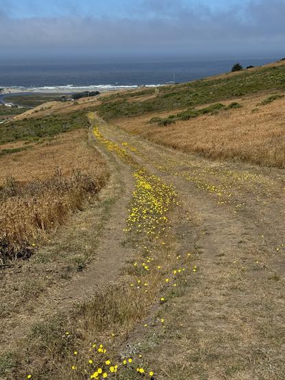 A dirt path lined with small yellow flowers winds through a grassy landscape towards the ocean under a cloudy sky.