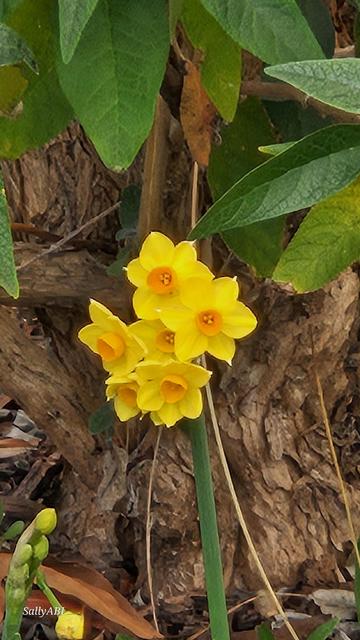 Single stem with a cluster of bright yellow and orange flowers.