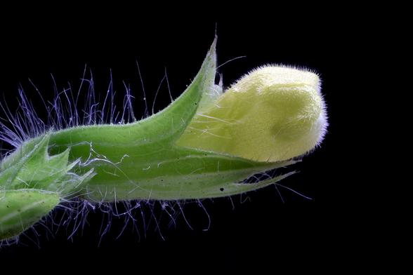 2x Macro Lemon Balm Bud