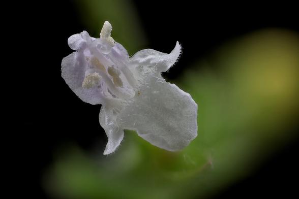 2x Macro Lemon Balm Blossom