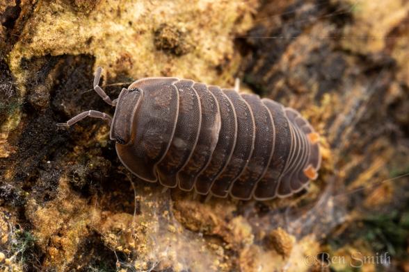 A wood louse on bark. It is a lavenderish brown color with the margins of each segment being much lighter. The hind end is out of focus, but has a red marking on either side of the midline on the last section. It has a light colored stippling across its body.