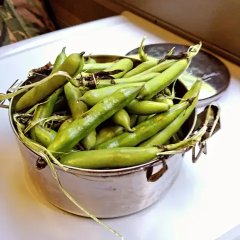A camping saucepan completely full of (slightly underipe but still good) pea pods, sitting on a train table