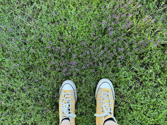 Vue en plongée de deux espadrilles jaunes au milieu de thym en fleurs