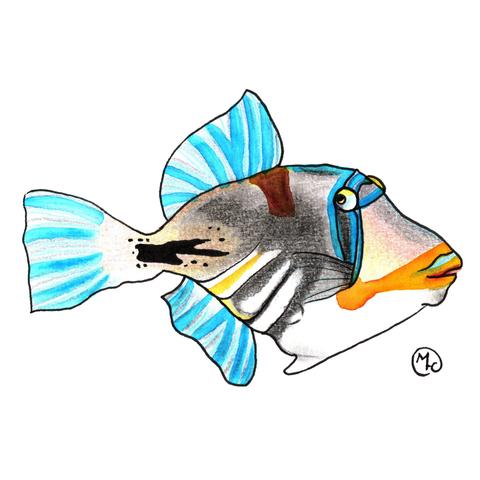 Illustration of a lagoon triggerfish looking to the side, outlined with fineliner and coloured with watercolours and coloured pencils.