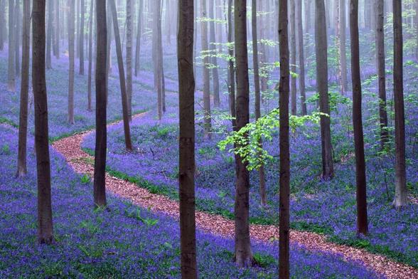 hallerbos-la-foret-bleue-1