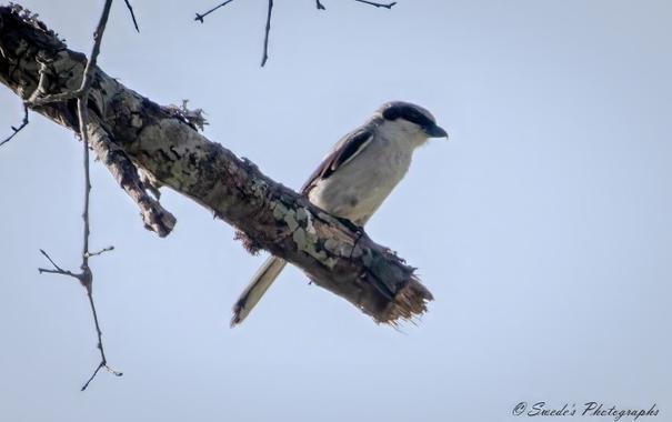 "The image depicts a loggerhead shrike perched on a tree branch. The bird has a distinctive black mask and grey plumage. Its sharp profile and predatory stance make it an interesting subject for bird watchers and nature photographers. The blurred background accentuates the shrike’s presence against the natural surroundings. " - Copilot

"Loggerhead Shrikes are thick-bodied songbirds. They have large, blocky heads and a thick bill with a small hook. The tail is fairly long and rounded. The Loggerhead Shrike is a gray bird with a black mask and white flashes in the black wings. The gray head contrasts with the wide, black mask, black bill, and white throat. The tail is black with white corners; the wings are black with white at the base of the primaries that form a small “handkerchief” spot when the wing is closed and larger white patches in flight. Juveniles have darker barring above and below." - allaboutbirds.org
